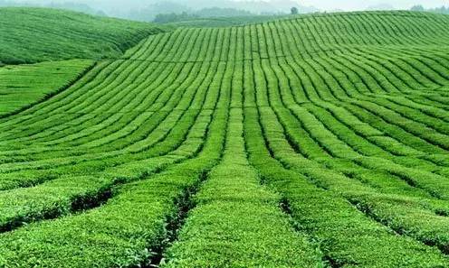 在贵阳哪里买开阳富硒茶(贵阳富硒茶骗局揭秘)-硒宝网