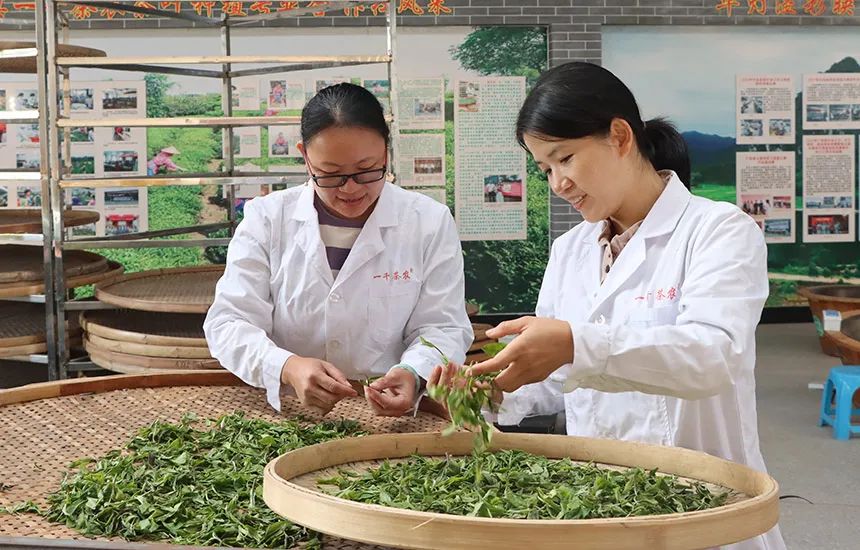 兴业县山心茶   富硒（兴业县山心云雾茶价格）-硒宝网