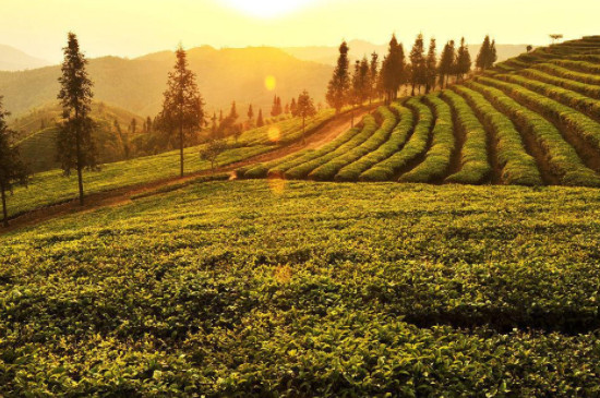 富硒普洱茶种植面积多少(云南种植普洱茶的优势)-硒宝网