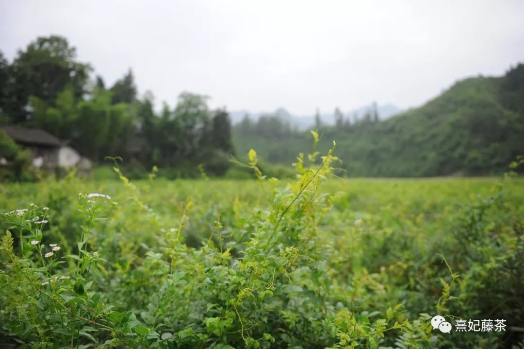恩施富硒茶可以隔夜喝吗(硒可以和茶一起喝吗)-硒宝网