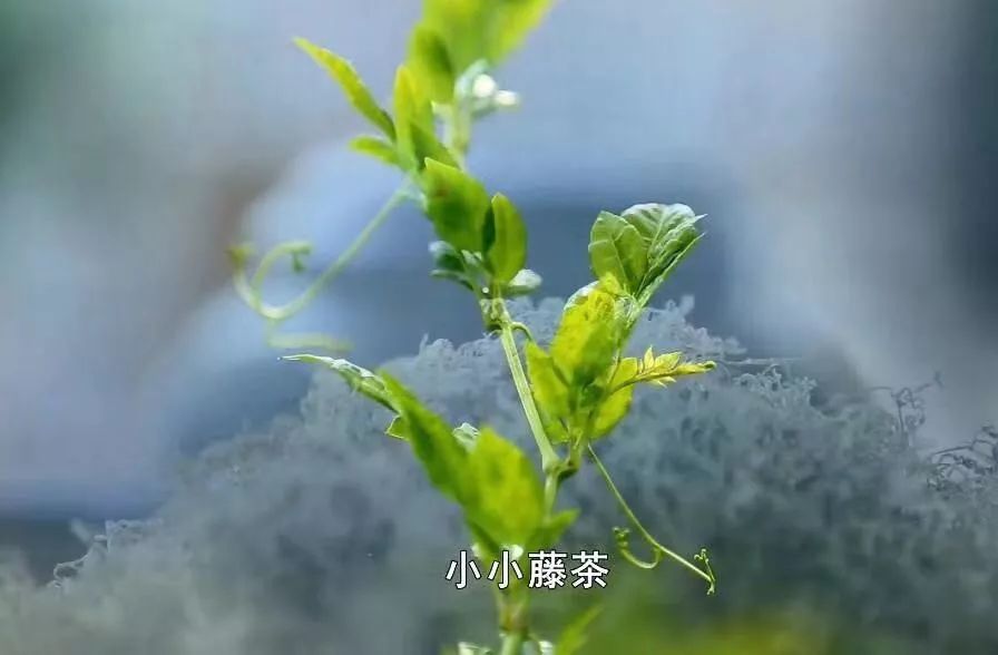 恩施富硒茶可以隔夜喝吗(硒可以和茶一起喝吗)-硒宝网