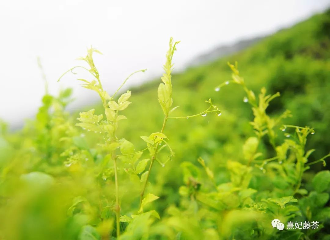 恩施富硒茶可以隔夜喝吗(硒可以和茶一起喝吗)-硒宝网