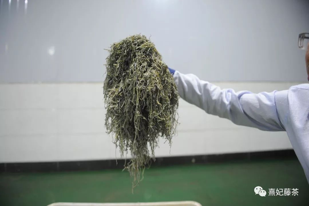 恩施富硒茶可以隔夜喝吗(硒可以和茶一起喝吗)-硒宝网