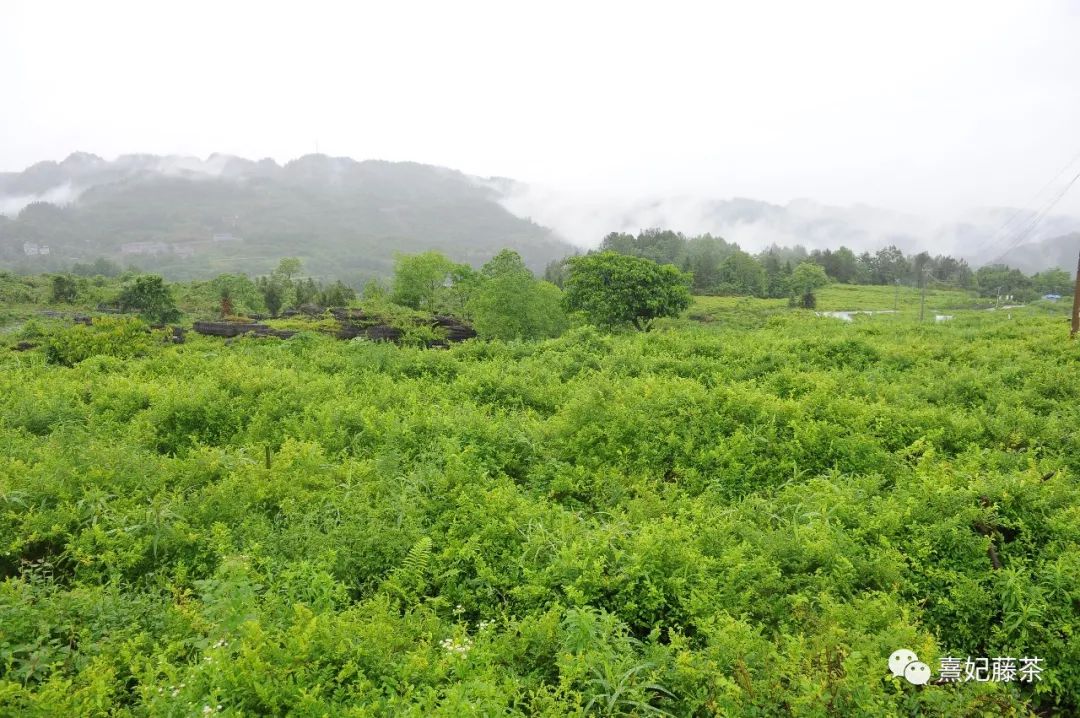 恩施富硒茶可以隔夜喝吗(硒可以和茶一起喝吗)-硒宝网