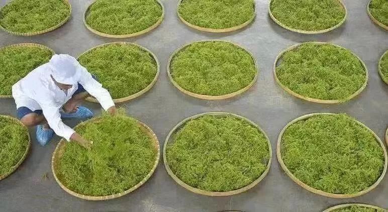 恩施富硒茶可以隔夜喝吗(硒可以和茶一起喝吗)-硒宝网