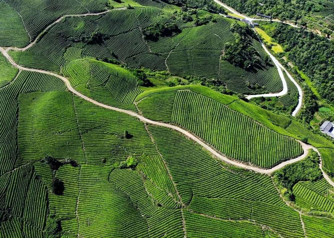 哪个地方富硒茶最好喝的(茶叶富硒)-硒宝网