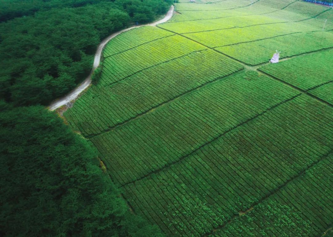 哪个地方富硒茶最好喝的(茶叶富硒)-硒宝网