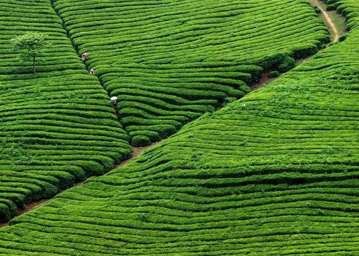 哪个地方富硒茶最好喝的(茶叶富硒)-硒宝网