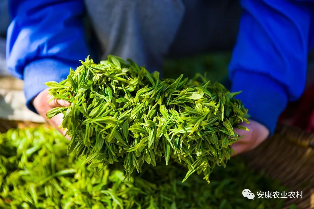 安康富硒茶销售培训中心(安康富硒茶发展情况)-硒宝网