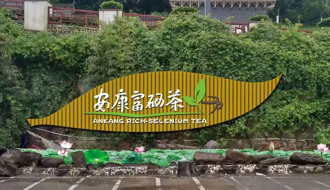 安康富硒茶销售培训中心(安康富硒茶产业)-硒宝网