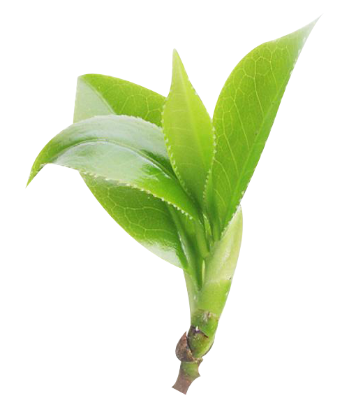 富硒茶恩施玉露哪里有卖（恩施玉露和恩施富硒茶的区别）-硒宝网