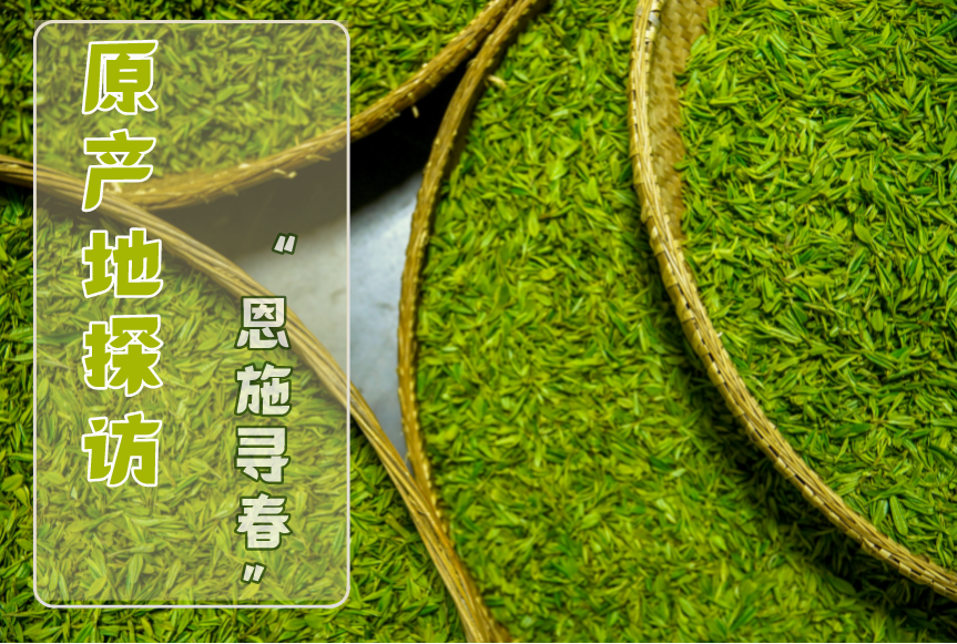 富硒茶恩施玉露哪里有卖（恩施玉露和恩施富硒茶的区别）-硒宝网