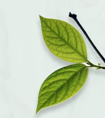 富硒茶恩施玉露哪里有卖（恩施玉露和恩施富硒茶的区别）-硒宝网