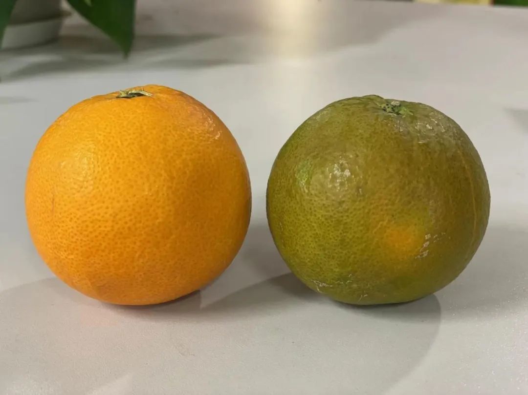 富硒茶恩施玉露哪里有卖（恩施玉露和恩施富硒茶的区别）-硒宝网