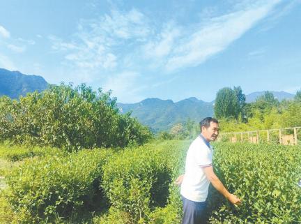 富硒茶什么品牌的好喝点(富硒茶哪里的最好)-硒宝网