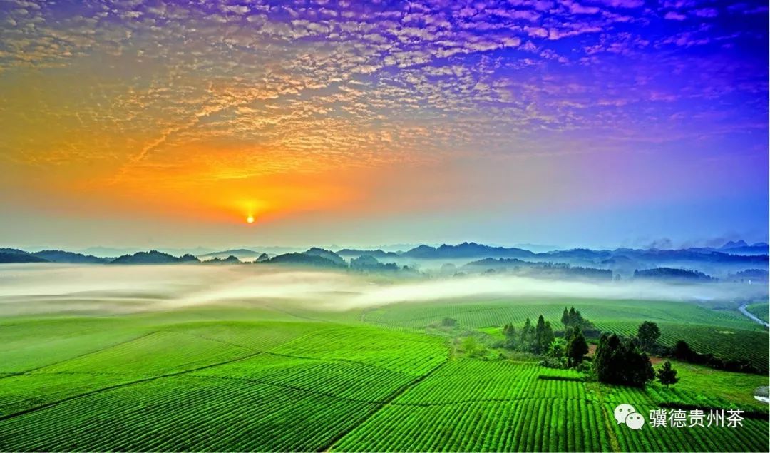 贵州哪些地方产富硒茶呢（贵州富硒的地方）-硒宝网