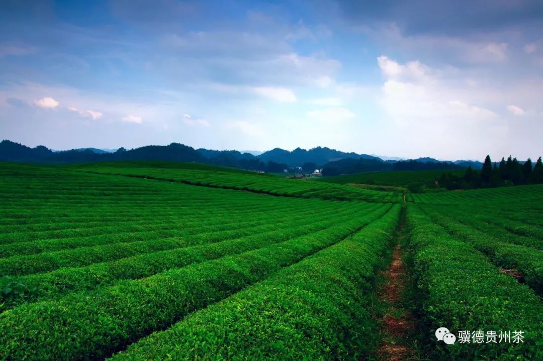 贵州哪些地方产富硒茶呢（贵州富硒的地方）-硒宝网