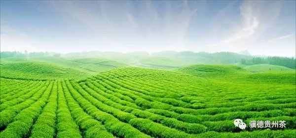 贵州哪些地方产富硒茶呢（贵州富硒的地方）-硒宝网