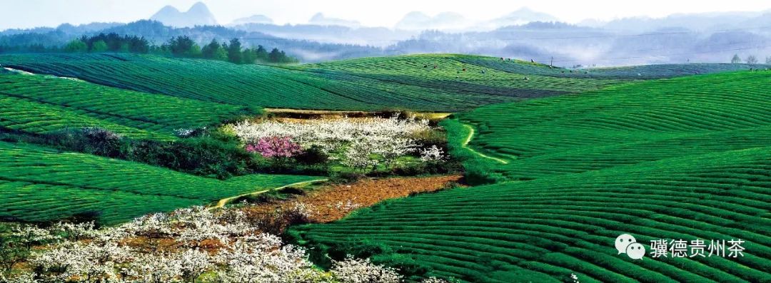 贵州哪些地方产富硒茶呢（贵州富硒的地方）-硒宝网