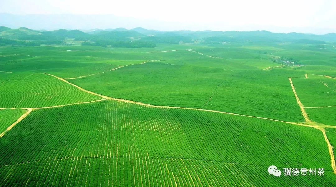 贵州哪些地方产富硒茶呢（贵州富硒的地方）-硒宝网