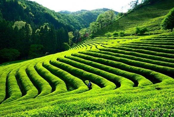 紫阳富硒茶网络中心地址(紫阳富硒茶和平盘龙)-硒宝网