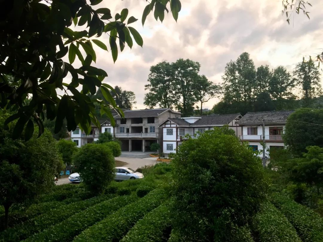 贵州哪些地方产富硒茶呢(贵州富硒绿茶)-硒宝网