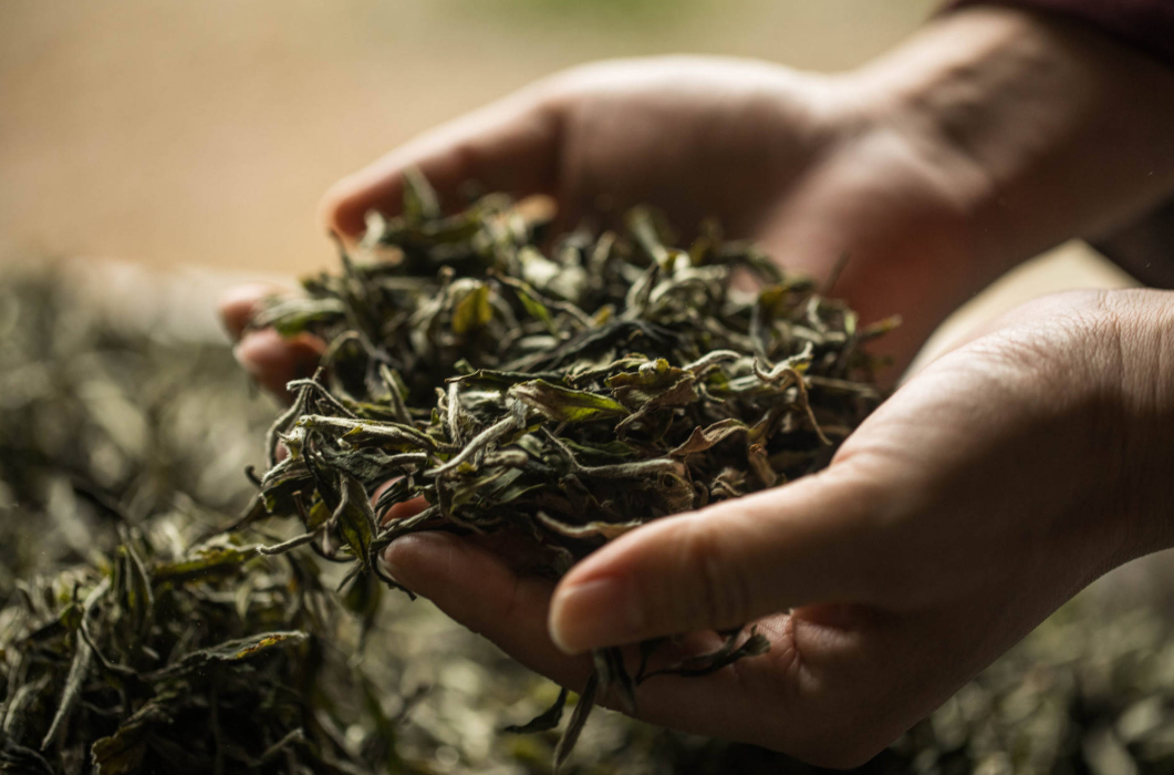 富硒茶泡出来的白毫银针(银针白毫是什么茶)-硒宝网