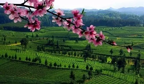 贵州哪些地方产富硒茶呢(贵州富硒茶多少钱一斤)-硒宝网