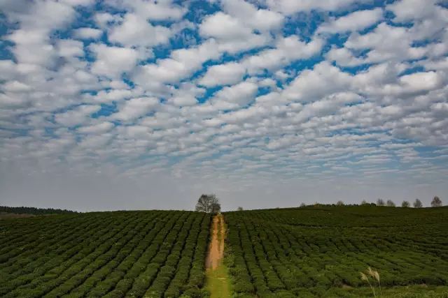 贵州哪些地方产富硒茶呢(贵州富硒茶多少钱一斤)-硒宝网