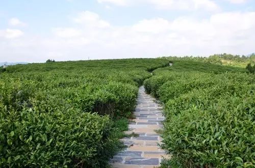 贵州哪些地方产富硒茶呢(贵州富硒茶多少钱一斤)-硒宝网