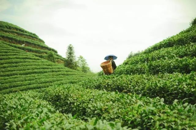 贵州哪些地方产富硒茶呢(贵州富硒茶多少钱一斤)-硒宝网