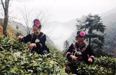 贵州哪些地方产富硒茶呢(贵州富硒茶多少钱一斤)-硒宝网