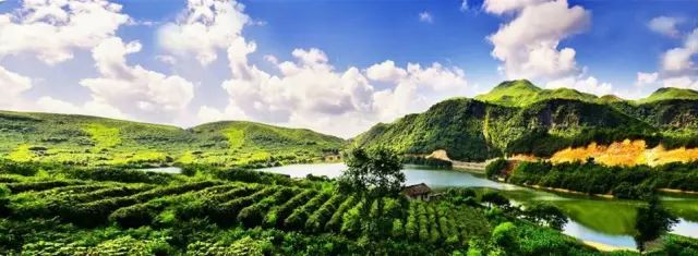 贵州哪些地方产富硒茶呢(贵州富硒茶多少钱一斤)-硒宝网