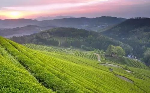 贵州哪些地方产富硒茶呢(贵州富硒茶多少钱一斤)-硒宝网