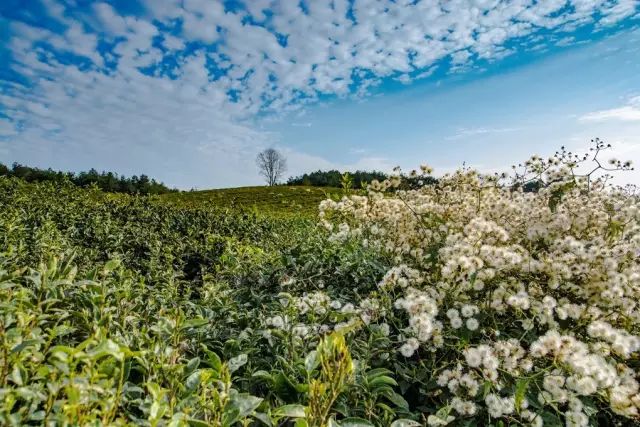 贵州哪些地方产富硒茶呢(贵州富硒茶多少钱一斤)-硒宝网