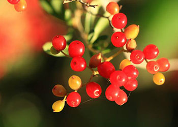 富硒青钱柳茶功效与作用(柳茶是什么)-硒宝网
