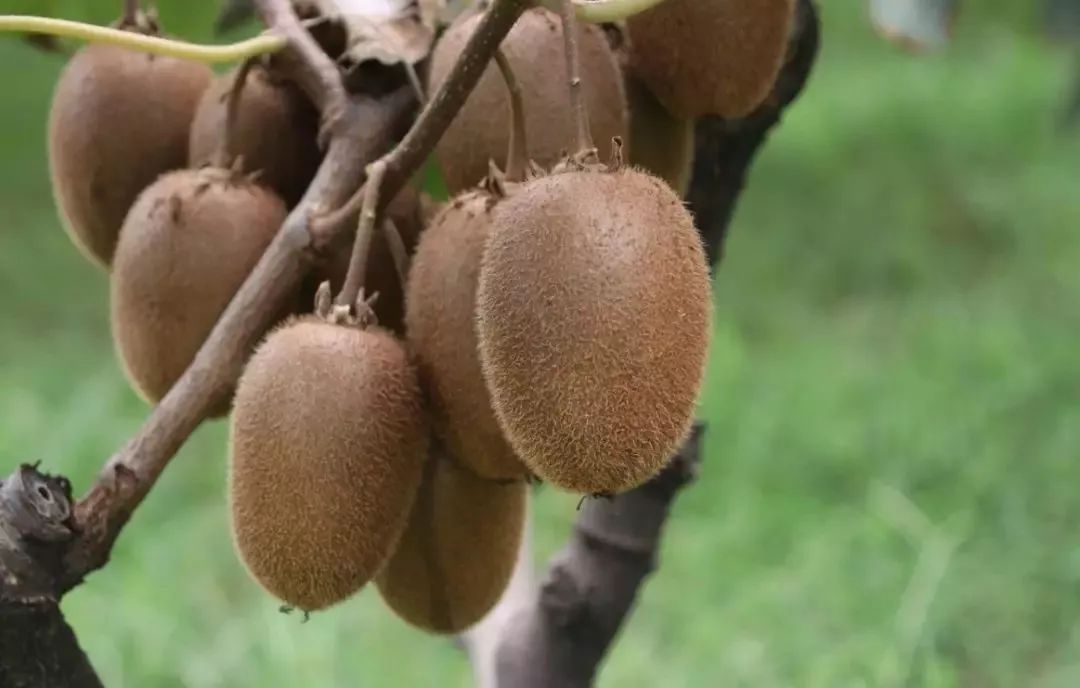 紫阳富硒茶产业结构调整（紫阳茶富硒饮品）-硒宝网