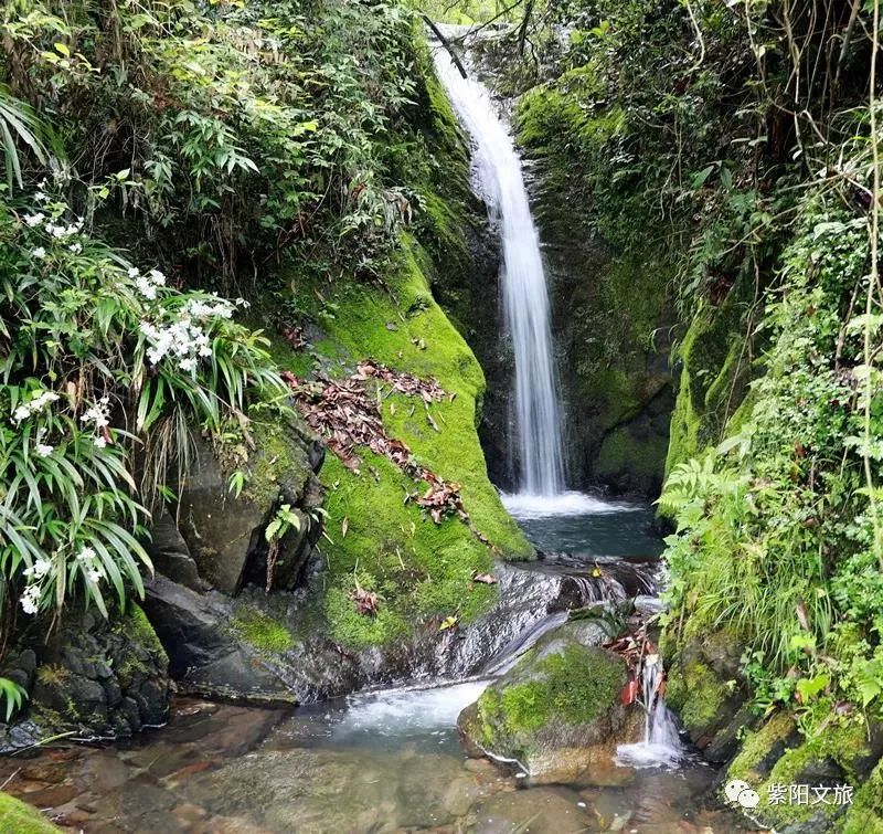 紫阳富硒茶观光园农家乐(紫阳富硒茶厂)-硒宝网