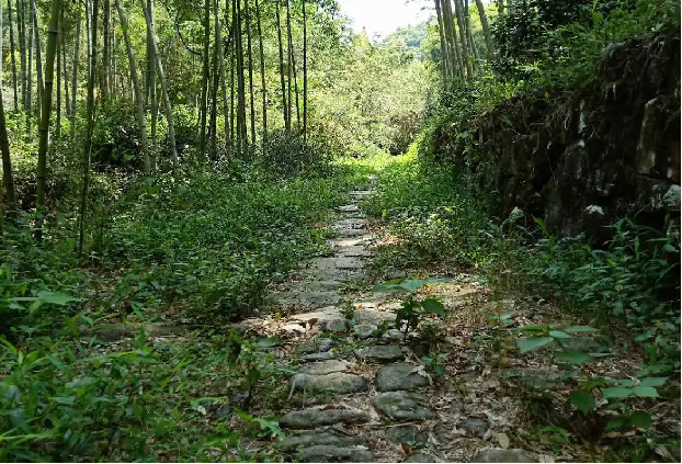 富硒茶广告创意文案分析（富硒茶宣传语）-硒宝网