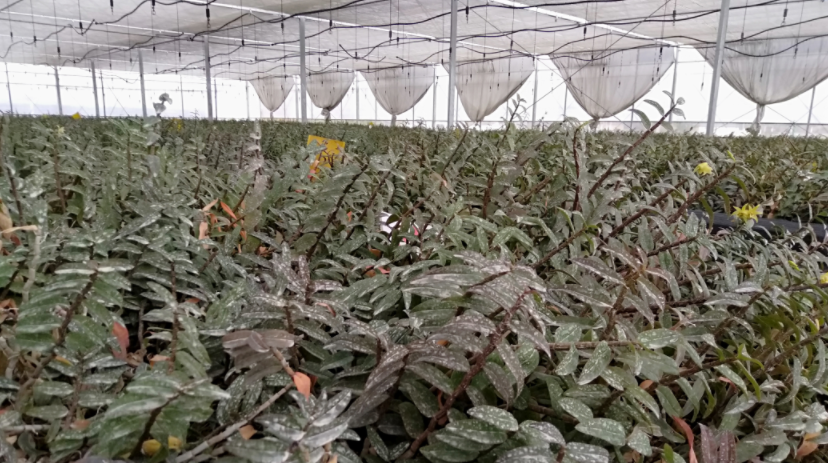 富硒茶广告创意文案分析（富硒茶宣传语）-硒宝网