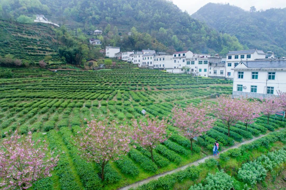 紫阳县富硒茶产区在哪里（紫阳富硒茶产地）-硒宝网