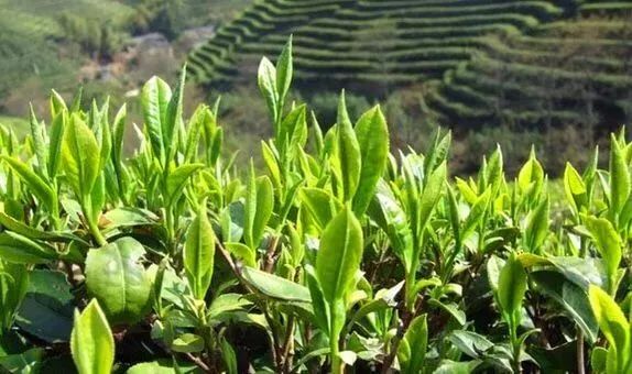 紫阳县富硒茶产区在哪里（紫阳富硒茶产地）-硒宝网