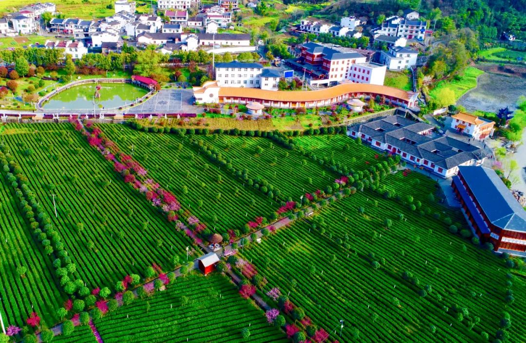 十大品牌安康富硒茶排名(安康富硒茶主要产自哪里)-硒宝网