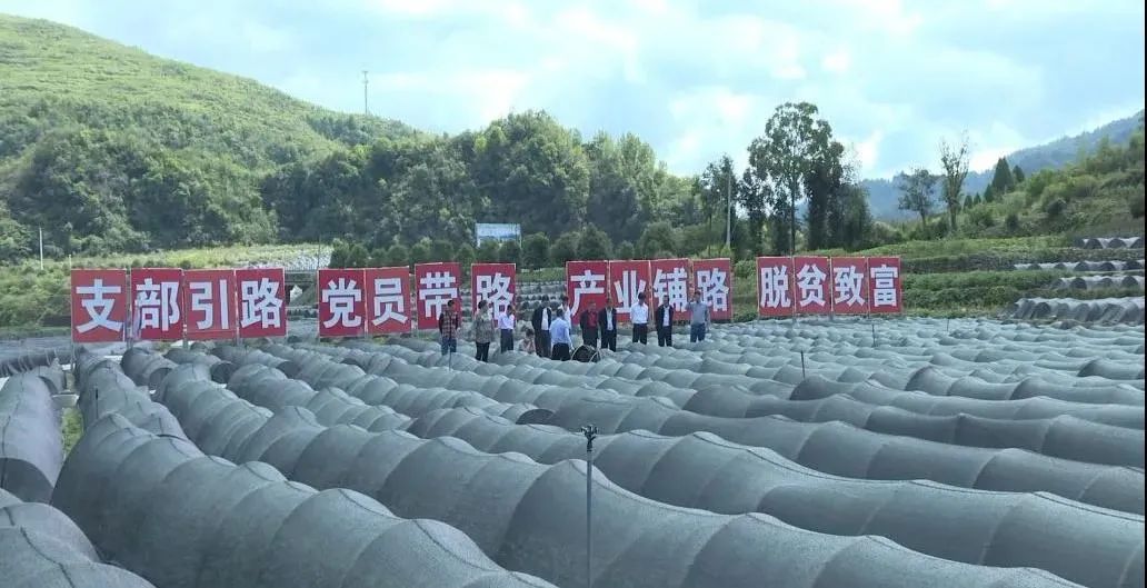 十大品牌安康富硒茶排名(安康富硒茶主要产自哪里)-硒宝网