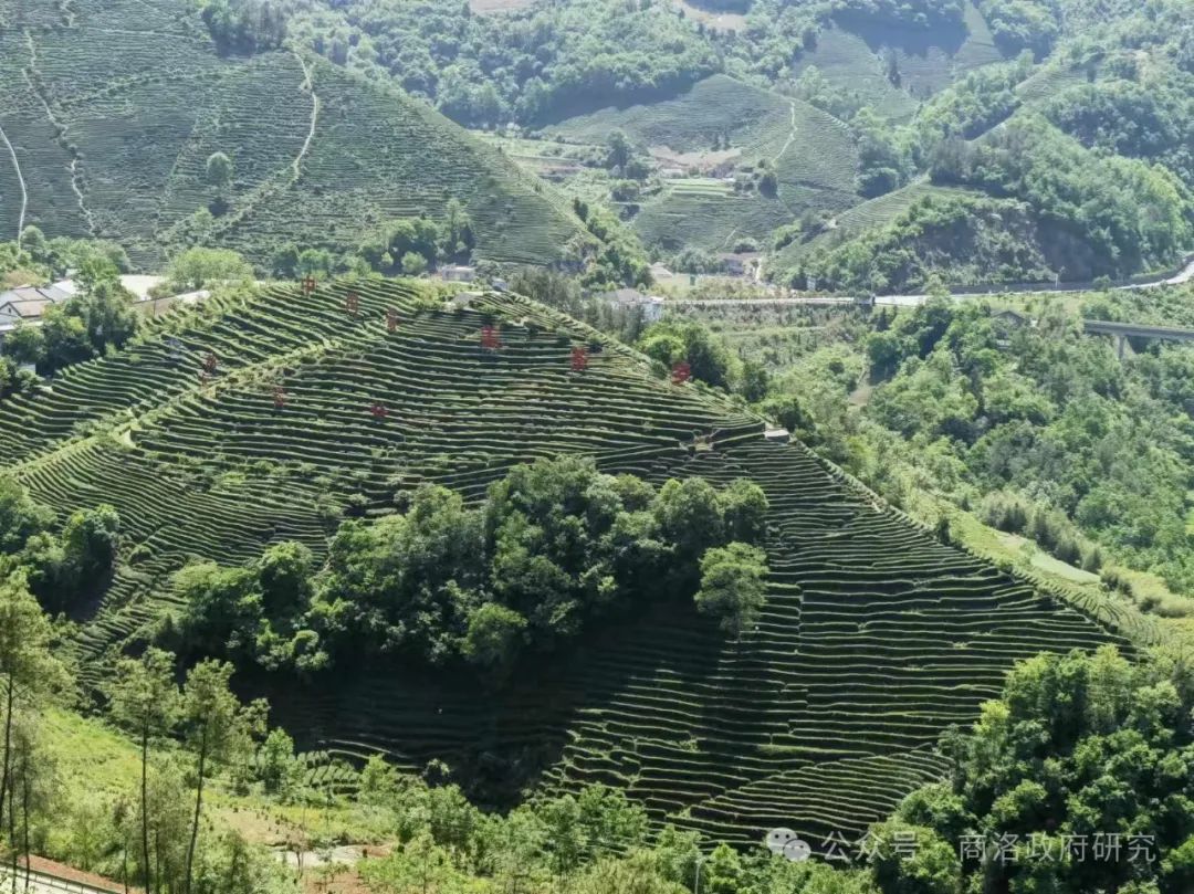 安康富硒茶产业链分析图(安康茶叶)-硒宝网