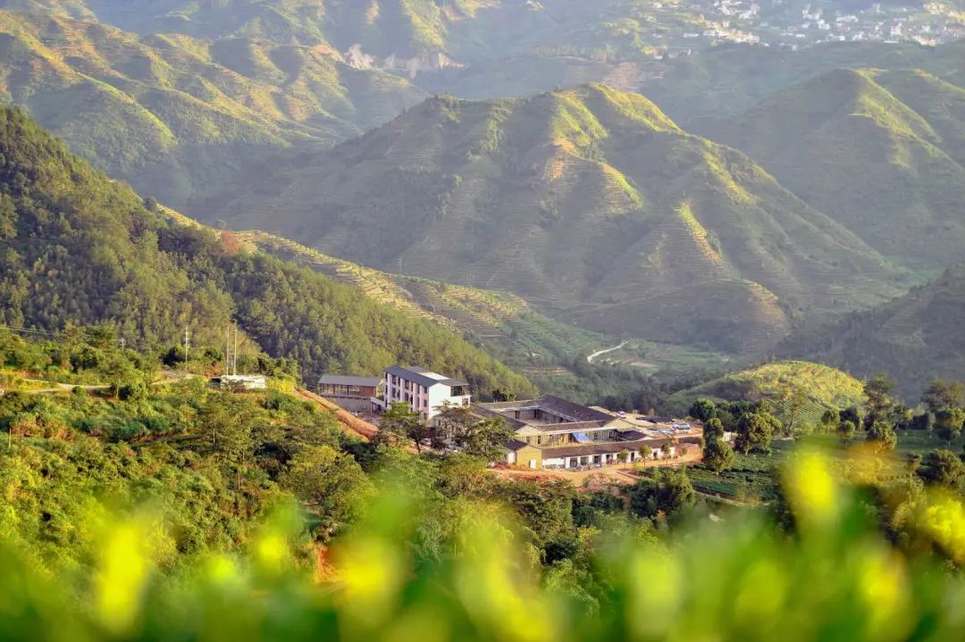 十大品牌安康富硒茶排名（安康茶排名富硒品牌第一）-硒宝网