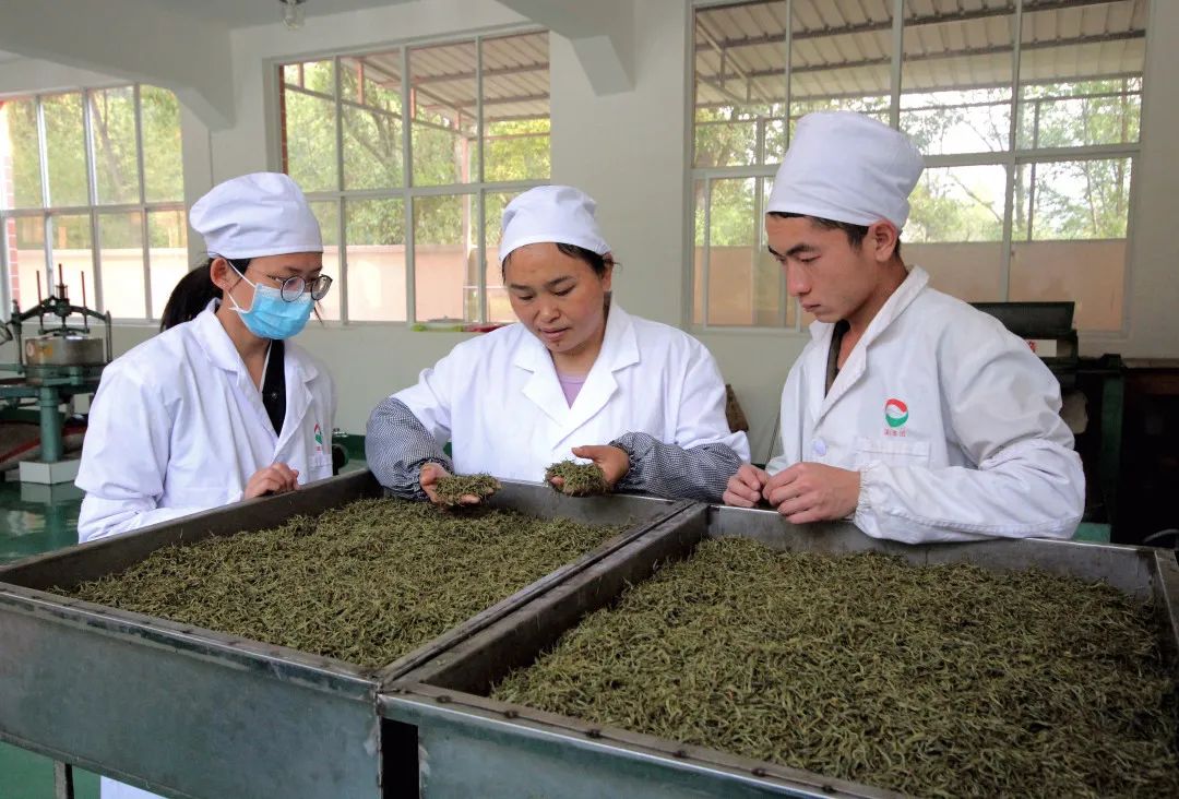 十大品牌安康富硒茶排名（安康茶排名富硒品牌第一）-硒宝网