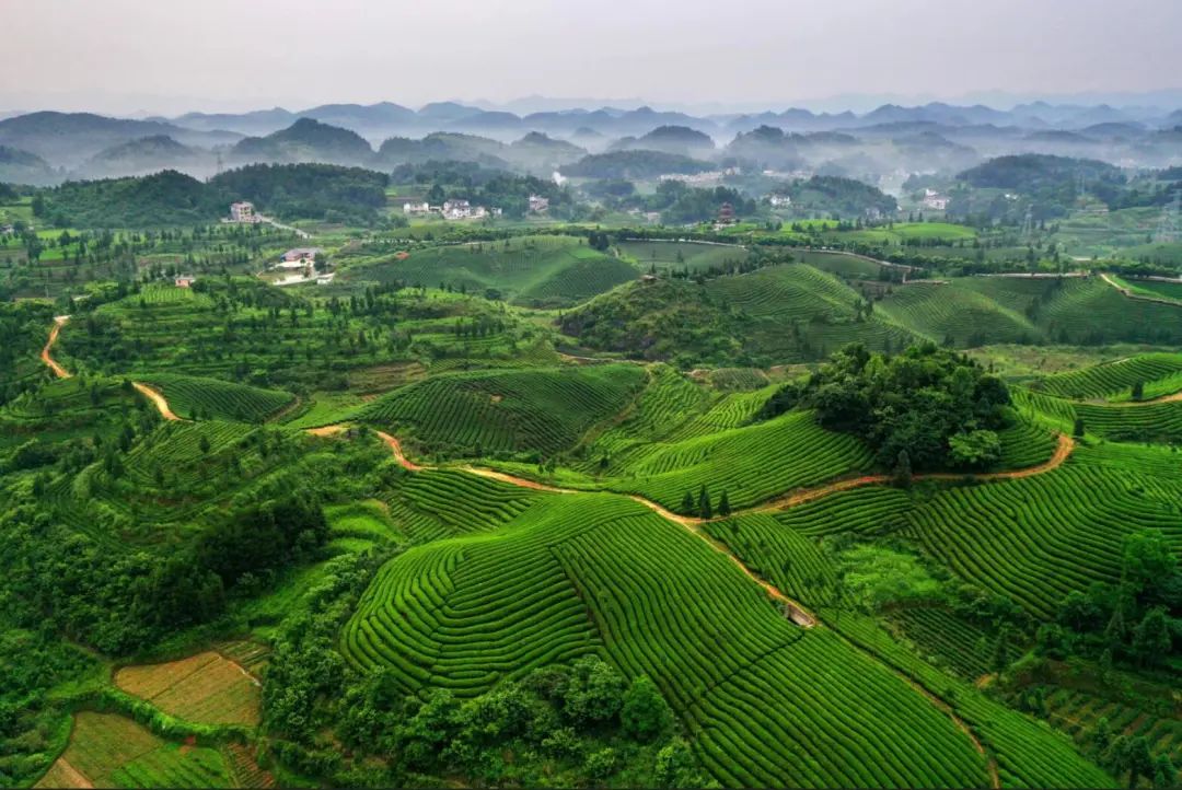 十大品牌安康富硒茶排名（安康茶排名富硒品牌第一）-硒宝网