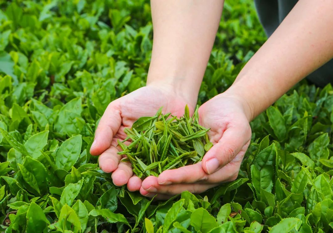 十大品牌安康富硒茶排名（安康茶排名富硒品牌第一）-硒宝网