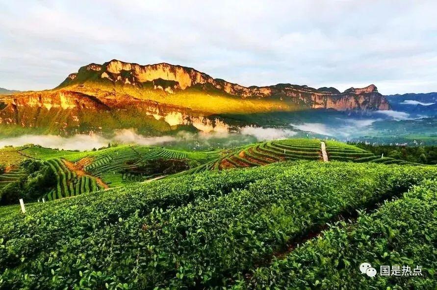 恩施富硒茶总批发怎么样（恩施富硒茶产地）-硒宝网